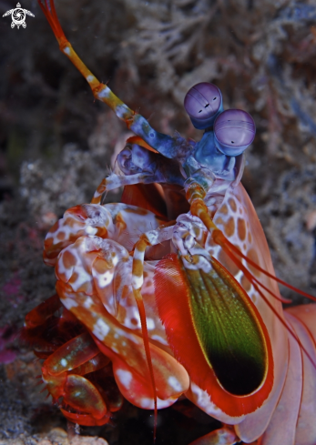 A Mantis shrimps