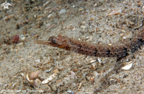 A Festucalex cinctus | Girdled Pipefish