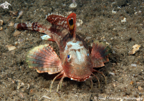 A Eastern Spiny Gurnard