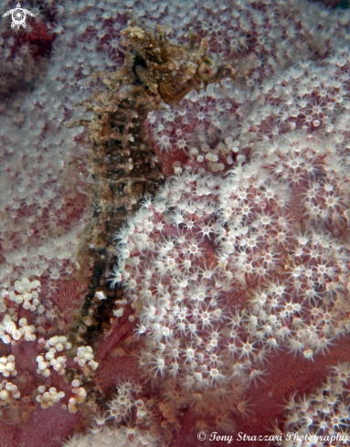 A Hippocampus whitei | White's seahorse