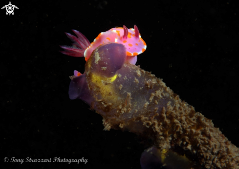 A Sweet Ceratosoma