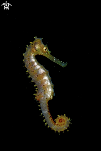 A Sea Horse