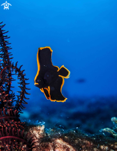 A Juvenile Batfish