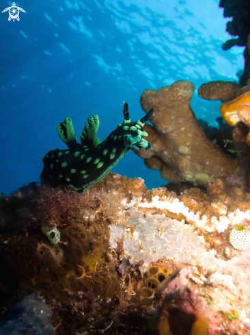 A Nembrotha Crestata | Nembrotha nudibranch