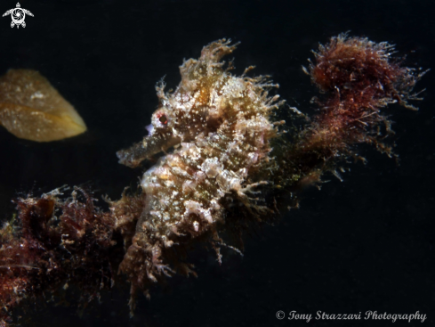 A Hippocampus whitei | White's seahorse