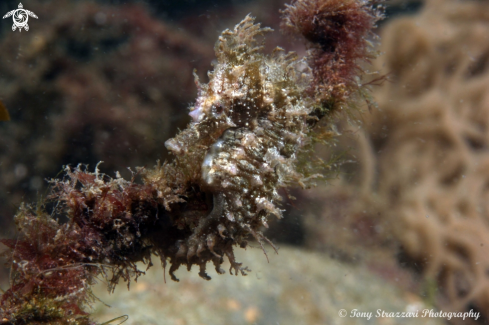 A White's seahorse