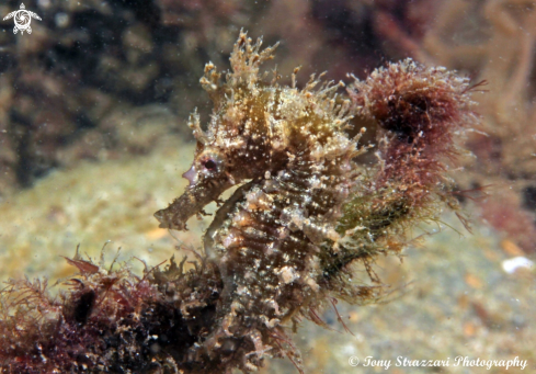 A White's seahorse