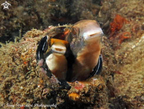 A Petroscirtes lupus  | Brown Sabretooth Blenny 