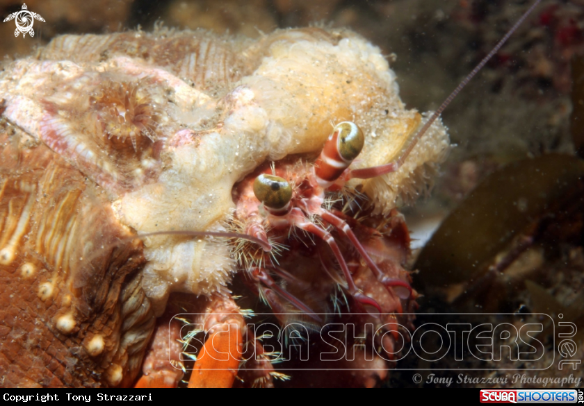 A Anemone Hermit Crab