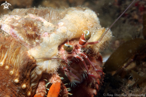 A Dardanus pedunculatus | Anemone Hermit Crab