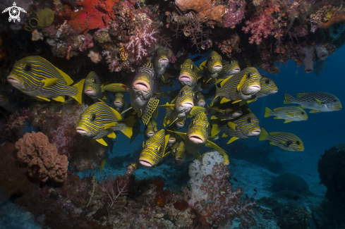 A Plectorhinchus polytaenia | Ribboned Sweetlips