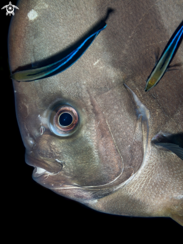 A Longfin Batfish