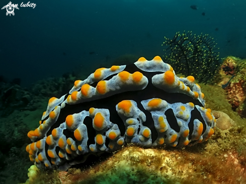 A Nudibranch