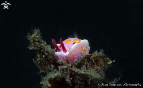 A Ceratosoma amoenum | Sweet Ceratosoma