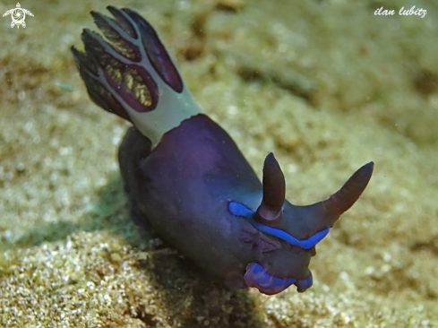 A Tambja morosa | Flatworm