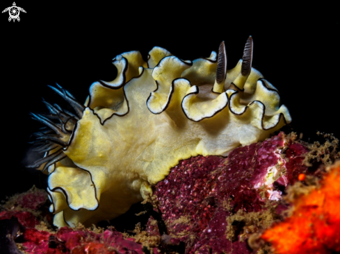 A Doriprismatica atromarginata | Nudibranch