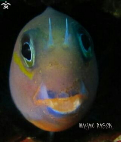 A ecsenius bicolor | Blenny(ecsenius bicolor)