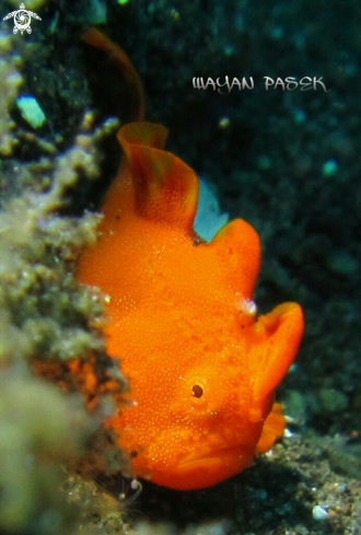 A frogfish(Antennariuspictus)