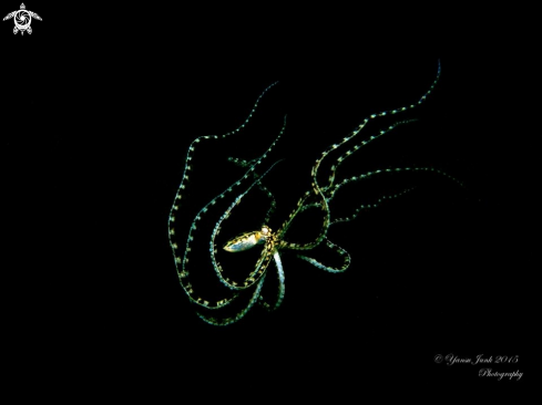 A Mimic octopus