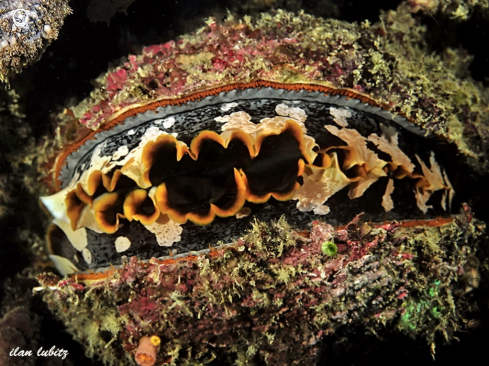 A Spondylus aurantius |  Oyster 