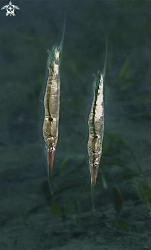 A Coral shrimpfish