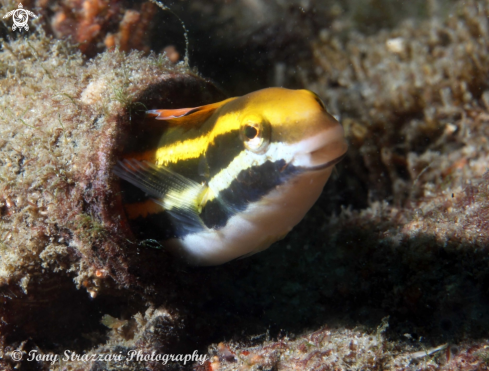 A Hit & Run Fang Blenny