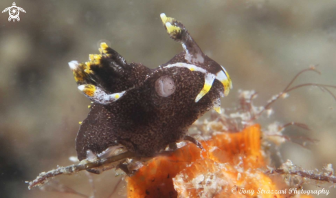 A Polycera hedgepethi | Hedgepeth's Polycera