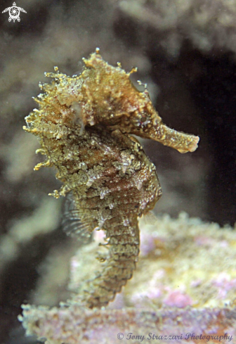 A Hippocampus whitei | White's seahorse