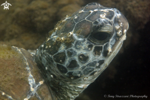 A Chelonia mydas | Green turtle