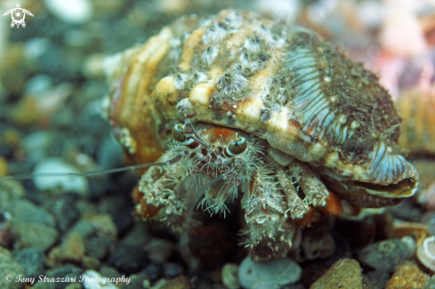 A Pagurus sinuatus | Southern Pagurid Crab