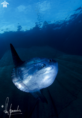 A Pesce luna