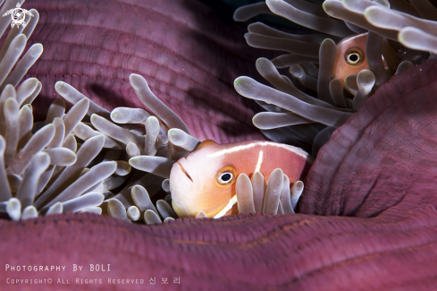 A Pink Anemonefish