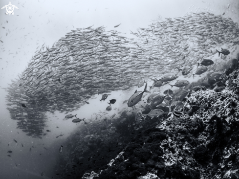 A Selaroides leptolepis | Smoothtailed Trevally