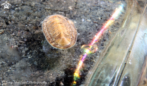 A Polyplacaphora | Chiton