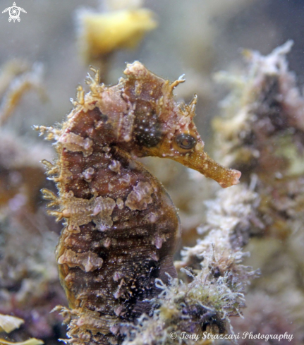 A White's seahorse