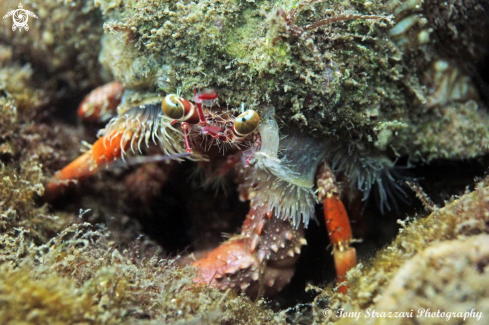 A Dardanus pedunculatus | Anemone Hermit Crab