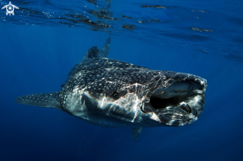 A Rynchodon typus | Whale shark