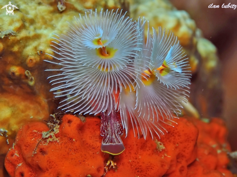 A Spirobranchus giganteus | Christmas tree worm 