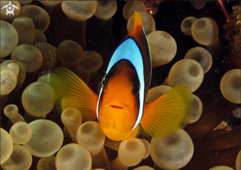 A Clownfish