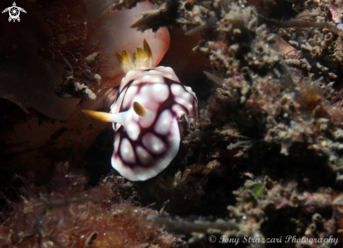 A Chromodoris geometrica | Geometic Chromodoris