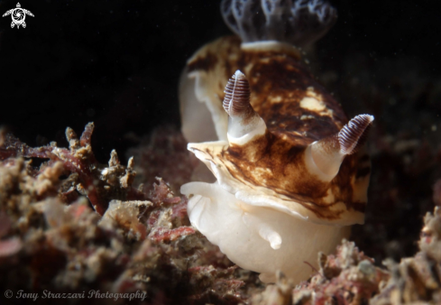 A Aphelodoris varia | Pancake Aphelodoris