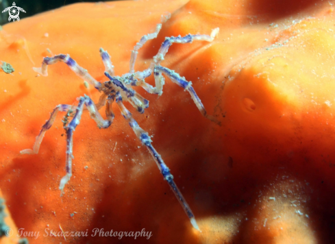 A Pantopoda | Sea spider