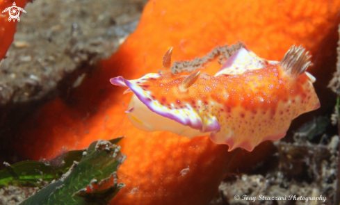 A Chromodoris collingwoodi | Collingwood's Chromodoris