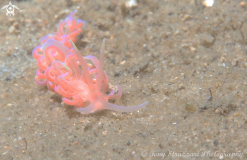 A Phyllodesmium poindiniei | Pink Fluffy Phyllodesmium