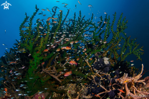 A Green coral