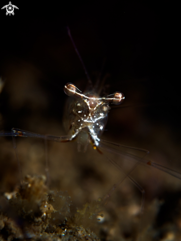 A Cuapetes grandis | Black and Silver Cuapetes Shrimp