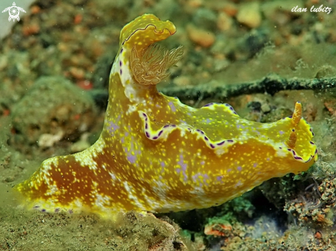 A Nudibranch