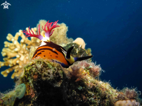 A Nembrotha Nudibranch