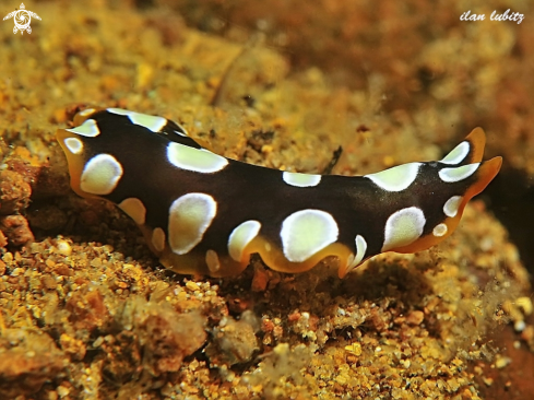 A Pseudoceros scintillatus | Flatworm