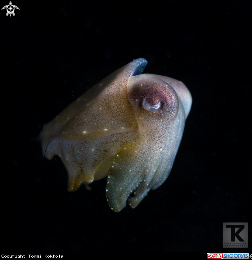 A Broadclub cuttlefish